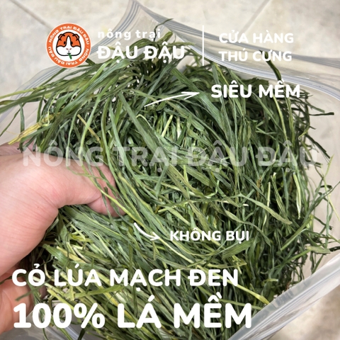 Cỏ Lúa Mạch Đen Cho Thỏ, Bọ Ú, Chinchilla Ăn Vặt Thơm Ngon 250g