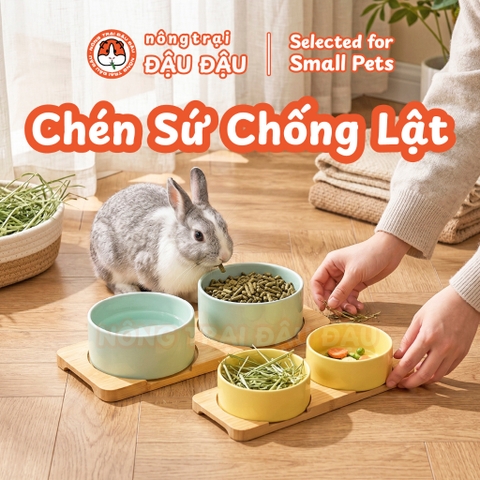 Chén Ăn Chống Lật Cho Thỏ, Bọ Ú, Chinchilla, Chó, Mèo Chất Liệu Gốm Sứ Cao Cấp