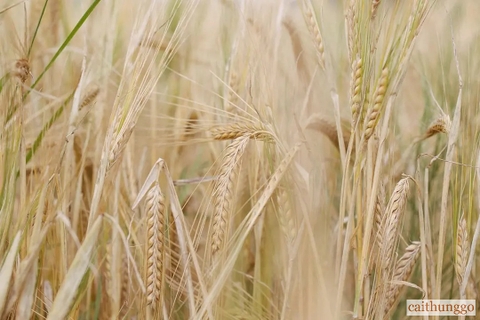 Rượu Scotch Whisky Được Làm Từ Gì? Khám Phá Thành Phần Cốt Lõi