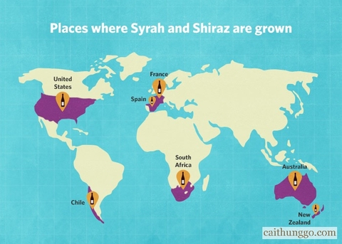Lịch Sử Nho Syrah và Shiraz: Chúng Có Phải Là Một?