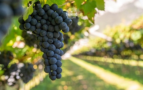 Brandy Cần Một Cuộc Lột Xác? Tương Lai Nào Cho Dòng Rượu Pháp Cổ Điển?