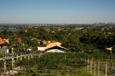 Những Vườn Nho Giữa Lòng Thành Phố: Lịch Sử, Thách Thức và Lợi Ích Bất Ngờ