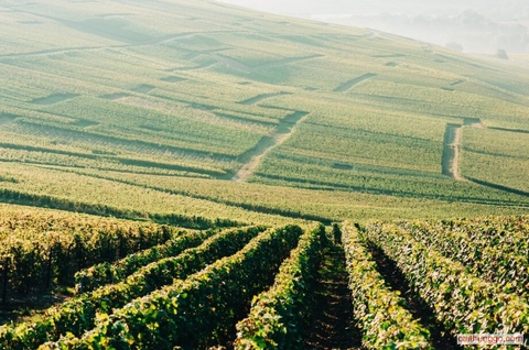 Vụ Bê Bối Buôn Người Chấn Động Vùng Champagne: Ba Người Bị Kết Án Vì Bóc Lột Lao Động