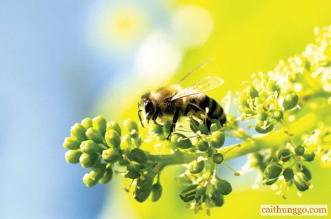 Người Uống Rượu Có Ý Thức: Hãy Nói Về Những Chú Ong