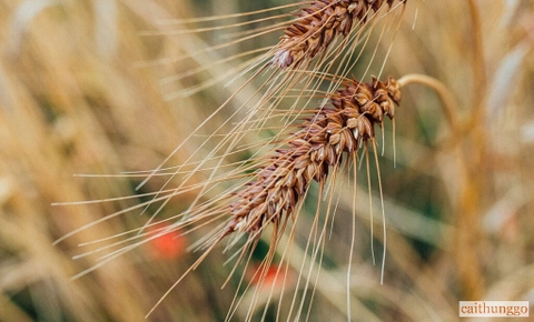 Rượu Whisky Được Làm Từ Gì? Các Thành Phần và Quy Trình Sản Xuất