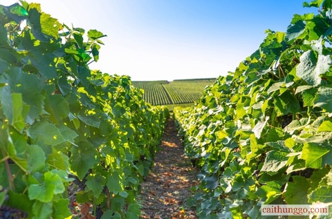 Khủng Hoảng Rượu Vang Pháp: 'Một Trong Những Cuộc Khủng Hoảng Nghiêm Trọng Nhất Lịch Sử'