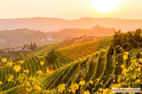 Andrew Jefford: ‘Lắng Nghe Người Thầy Tốt Nhất Thế Giới: Thiên Nhiên’