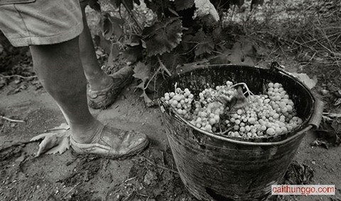 Bí Quyết Chọn Rượu Vang Ngon: Giá Cả Không Phải Là Tất Cả