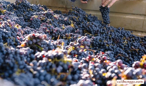 Chim săn mồi: Ý nghĩa mới của cụm từ 'Wine Flights' trong ngành rượu vang