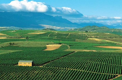 Vùng Trồng Nho Tempranillo Chính Của Tây Ban Nha: Rioja, Ribera del Duero, và Toro