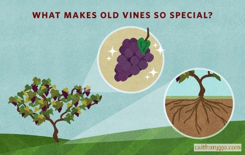 Old Vines (Gốc Nho Già) Thực Chất Có Ý Nghĩa Gì?