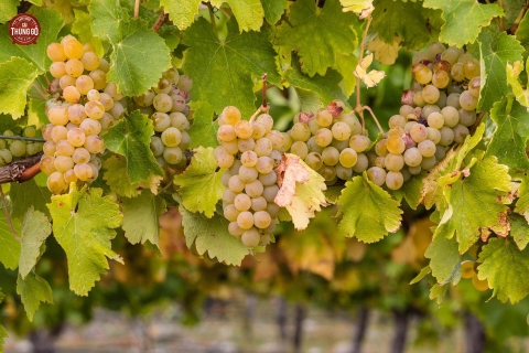 Giống nho Chardonnay