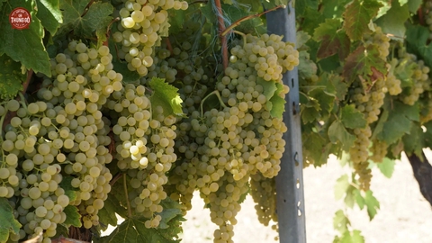 Giống nho Ugni Blanc