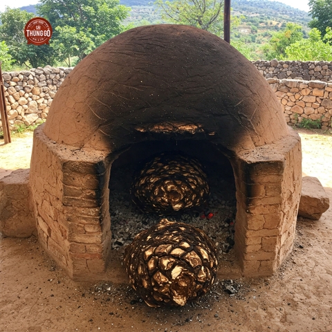 Lò nướng agave truyền thống