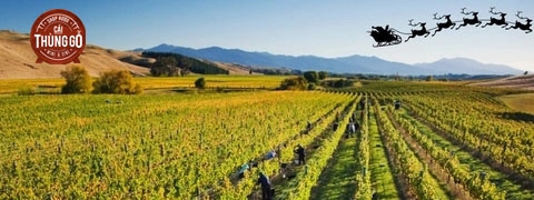 Vườn nho tại New Zealand
