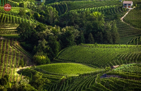 Những ngọn đồi trồng nho Prosecco ở Veneto