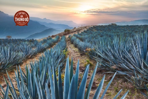 Tìm Hiểu Về Rượu Tequila Và Lịch Sử Ra Đời