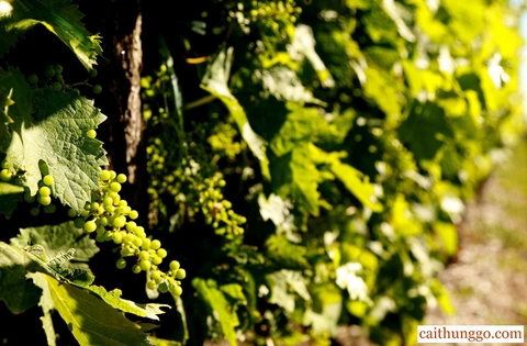 Cognac: Tất Cả Những Gì Bạn Cần Biết