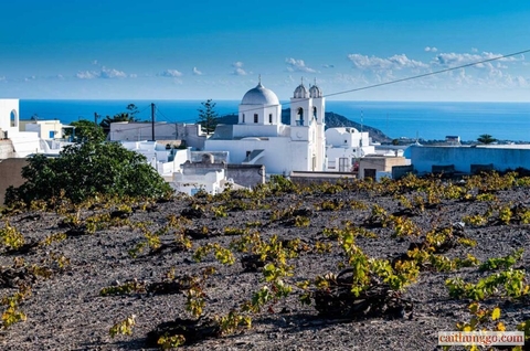 Vườn nho tại Santorini
