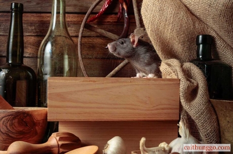 Chuột bên cạnh các chai rượu và rau củ. 