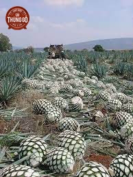 Thu hoạch cây Thùa Xanh