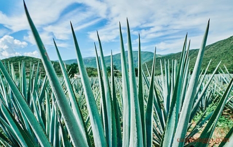 tequila