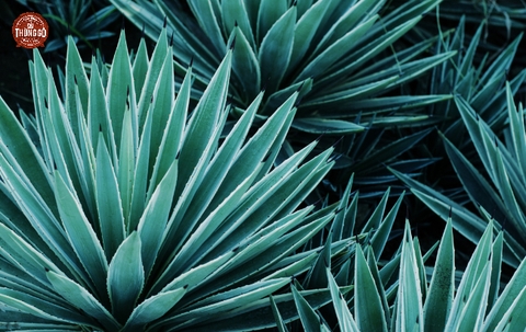 Cây Tequila