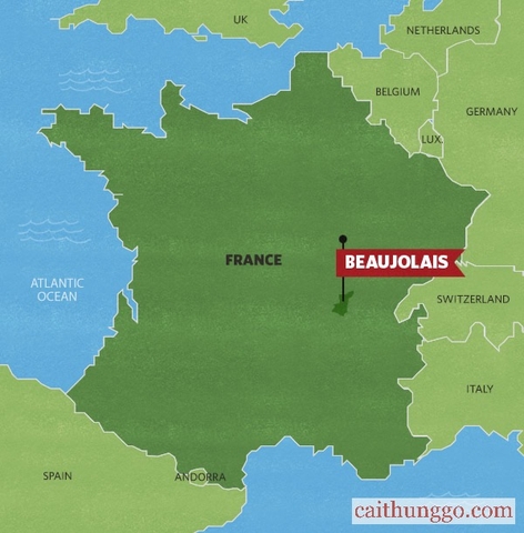 Tại sao có Ngày Beaujolais Nouveau?