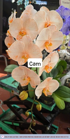 Màu nhuộm hoa lan: Cam