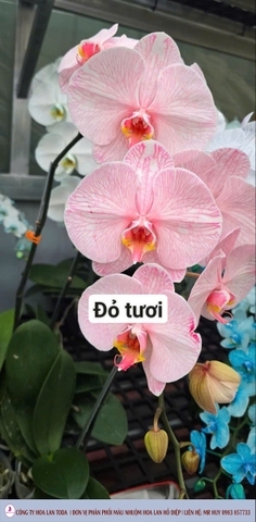 Màu nhuộm hoa lan: đỏ tươi