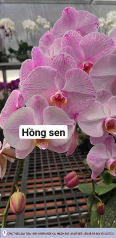 Màu nhuộm hoa lan: Hồng sen