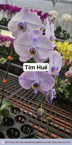 Màu nhuộm hoa lan: Tím Huế