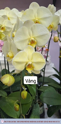 Màu nhuộm hoa lan: Vàng