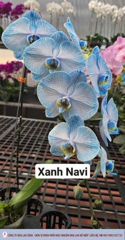 Màu nhuộm hoa lan: Xanh Navi