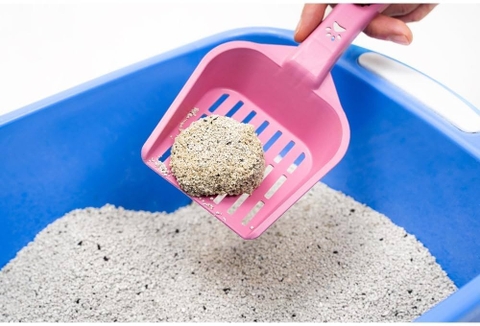 Cát mèo và khay vệ sinh – Những điều bạn cần biết