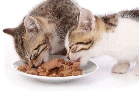 Gợi ý 5 cách làm pate mèo tại nhà