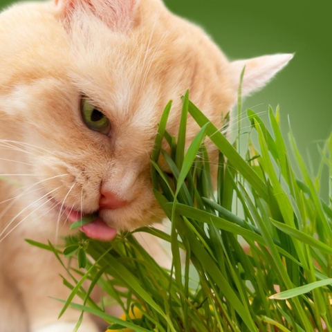 7 Lợi Ích Cỏ Lúa Mì Cho Mèo Bạn Không Nên Bỏ Qua