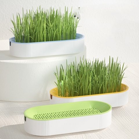 Khay trồng cỏ mèo Oval - Giúp tăng khả năng tiêu hóa