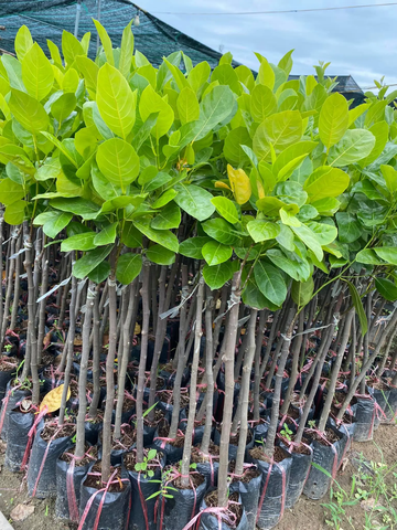 Cây mít Thái siêu sớm