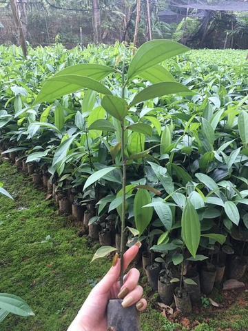 Cây quế