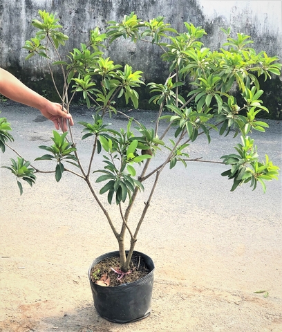 Cây sapoche Cần Thơ