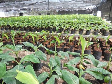 Cây chuối Nam Mỹ