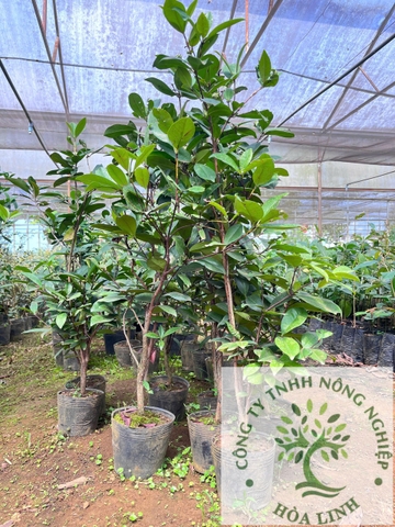 Cây cherry