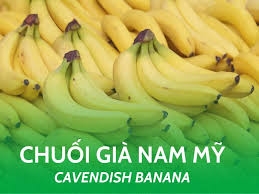 Cây chuối Nam Mỹ