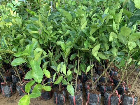 Cây chanh không hạt