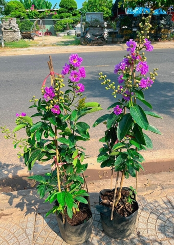 Cây Bằng Lăng Tím