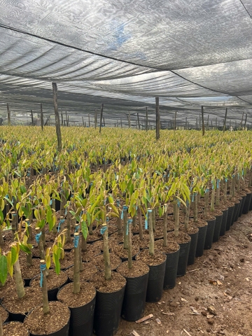 Cây sầu riêng Monthon