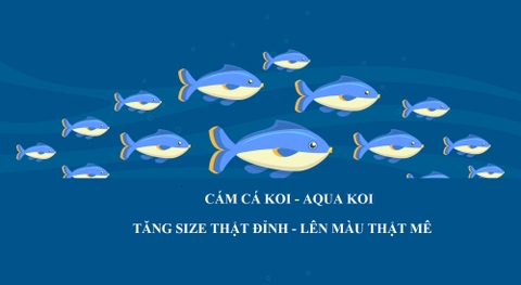 QUY TRÌNH SINH SẢN VÀ CHĂM SÓC CÁ BỘT KOI - KINH NGHIỆM TỪ GIANG NGÂN