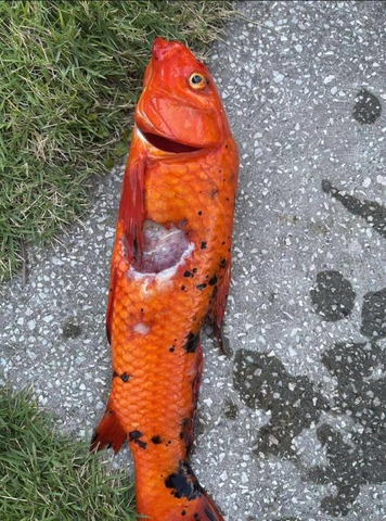 Cá Koi bị 