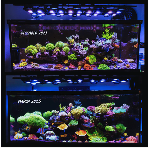 Đèn LED San Hô Illumagic X4 Limited Edition Platinum White